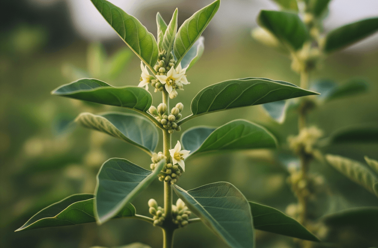 ashwagandha e1753737536656